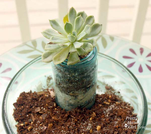 add_jar_and_succulent