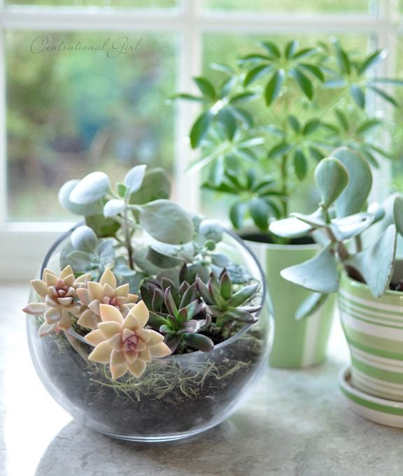 Round Globe Terrarium