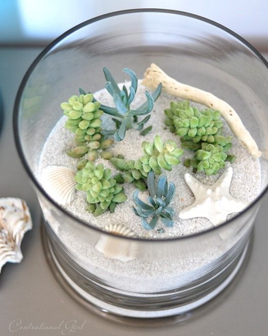 Beachy Terrarium