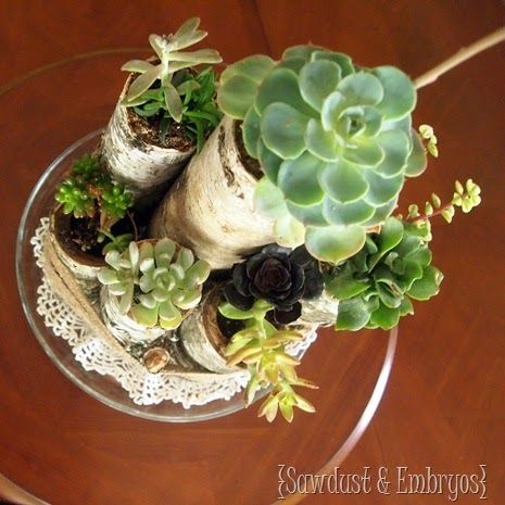Succulents & Birch Log Centerpiece