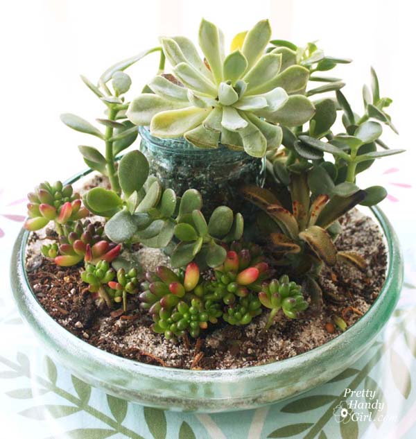 fill_in_sand_dirt_succulents