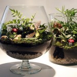 Make Your Own Terrariums