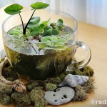 watergarden
