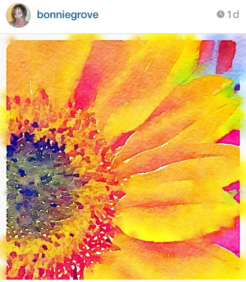 bonniegrove-sunflower