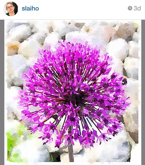 slaiho_aster