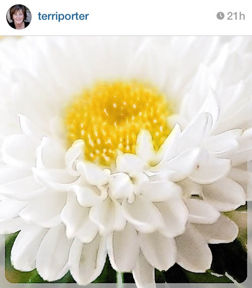 terriporter_white-flower