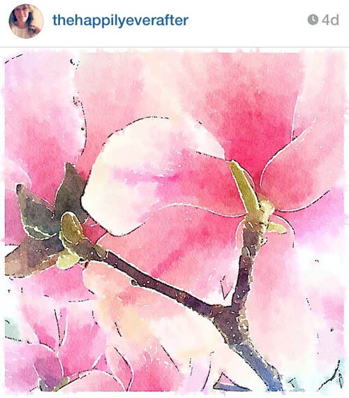 thehappilyeverafter_magnolia