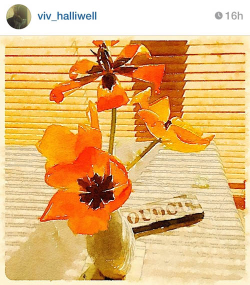 viv_halliwell_orange_blooms