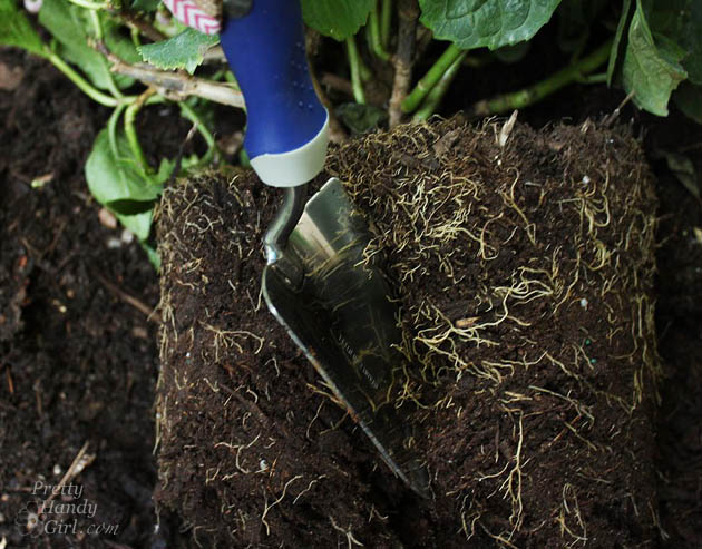 Easy Color in Your Landscaping Beds | Pretty Handy Girl