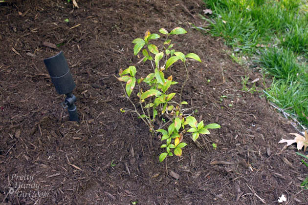 Easy Color in Your Landscaping Beds | Pretty Handy Girl