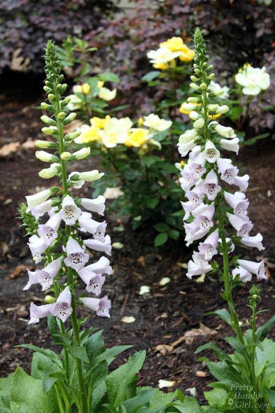 Easy Color in Your Landscaping Beds | Pretty Handy Girl