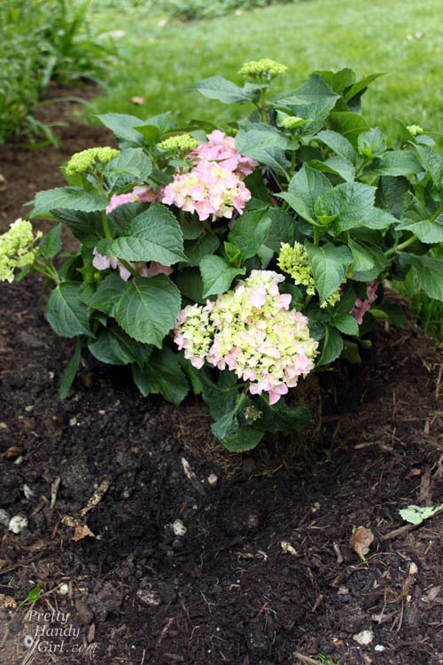 Easy Color in Your Landscaping Beds | Pretty Handy Girl