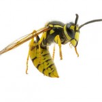 Flying Yellow Jacket | Pretty Handy Girl