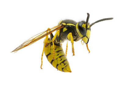 Flying Yellow Jacket | Pretty Handy Girl