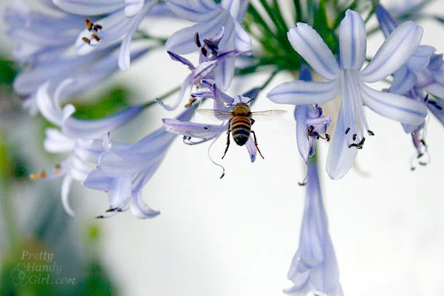 honeybee-agapanthus