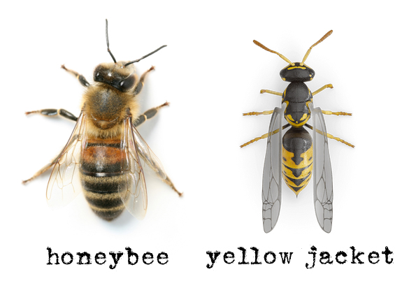 honeybee-vs-yellow-jacket