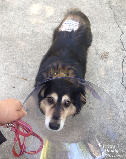 Buddy Handy Dog | Pretty Handy Girl