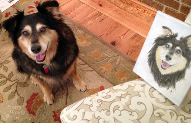 Buddy Handy Dog | English Shepherd Portrait