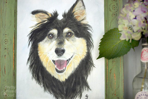Buddy Handy Dog | English Shepherd Portrait