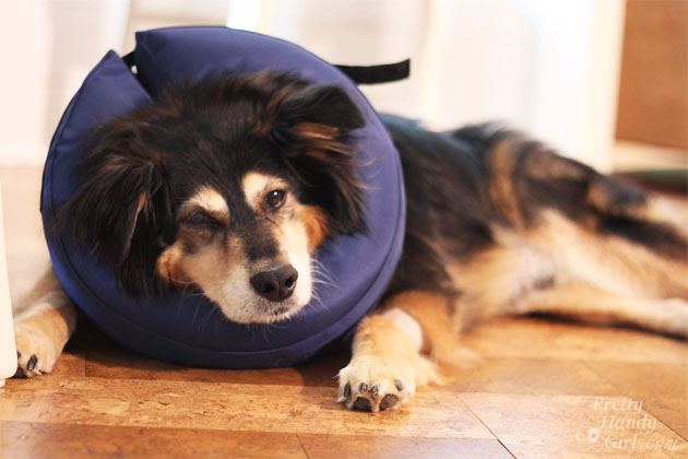 Buddy Handy Dog | Pretty Handy Girl
