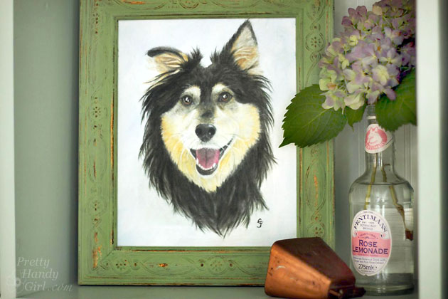 Buddy Handy Dog | English Shepherd Portrait