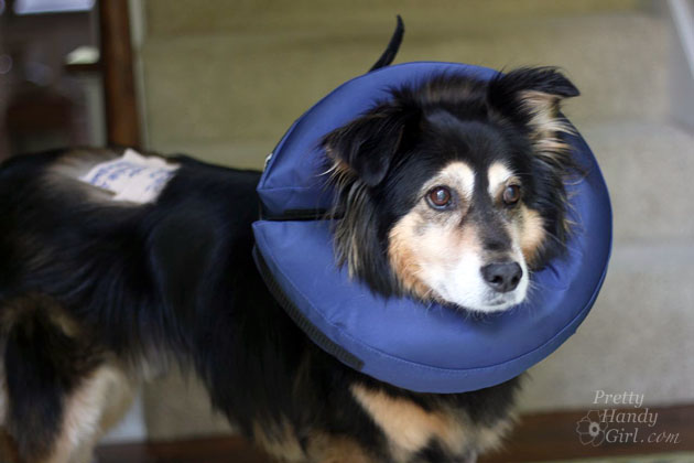 Buddy Handy Dog | Pretty Handy Girl