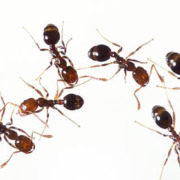 2 Ingredient Ant Killer | Pretty Handy Girl