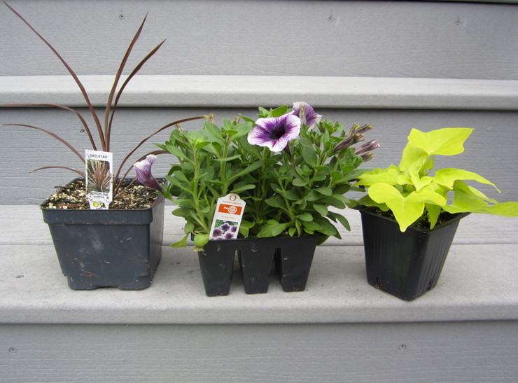 Tips for Container Gardening