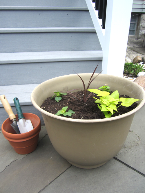 Tips for Container Gardening