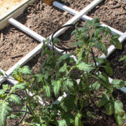 How to Build a Square Foot Gardening Grid that Won't Rot | Pretty Handy Girl