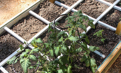 How to Build a Square Foot Gardening Grid that Won't Rot | Pretty Handy Girl