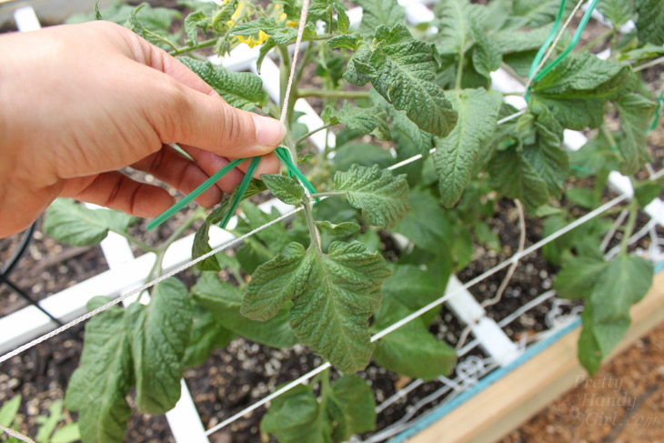 gently-tie-plants-to-trellis