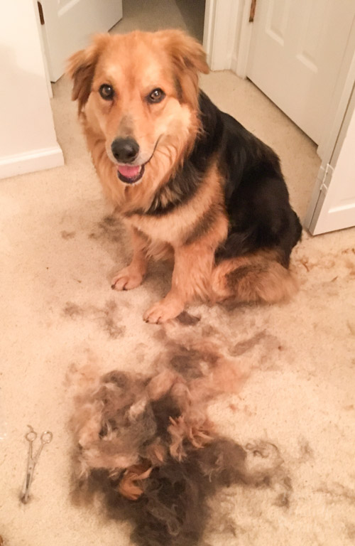 Lucky Dog Lena