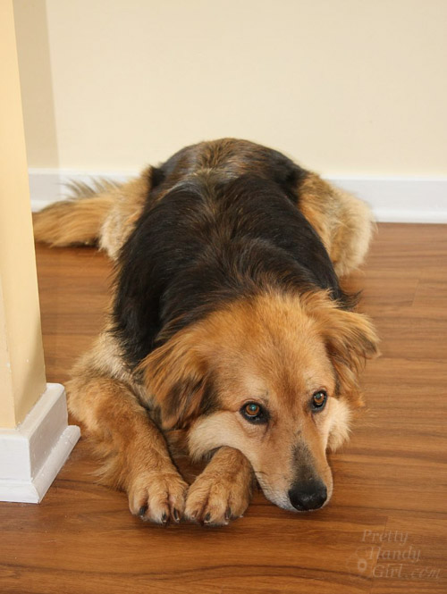 Lucky Dog Lena