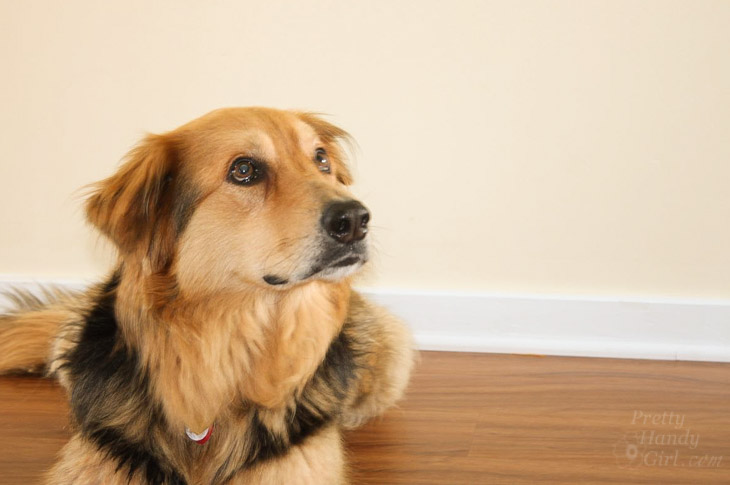 Lucky Dog Lena