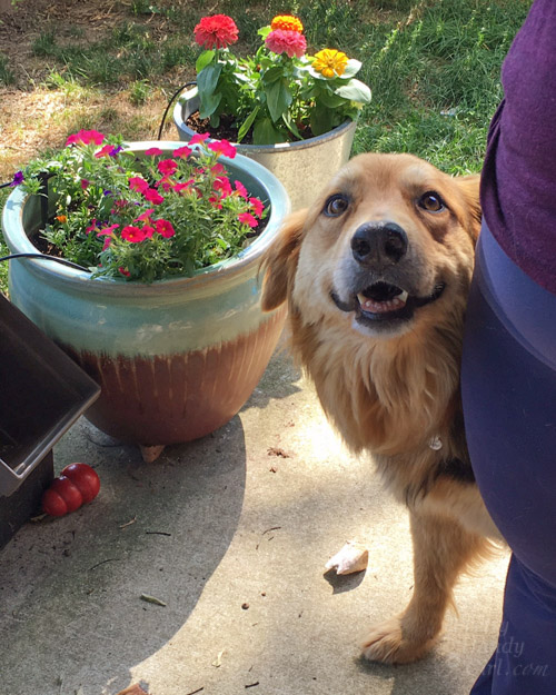 Lucky Dog Lena