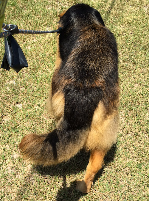 Lucky Dog Lena