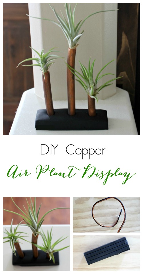 Pretty Handy Girl | Air Plant Display