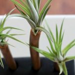 Pretty Handy Girl | Air Plant Display