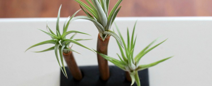 Pretty Handy Girl | Air Plant Display