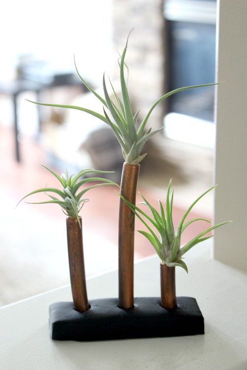 Pretty Handy Girl | Air Plant Display