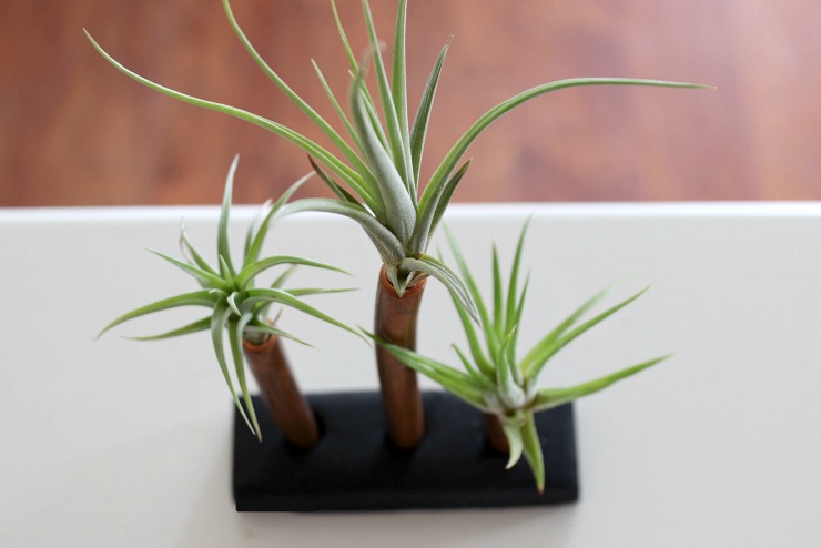 Pretty Handy Girl | Air Plant Display