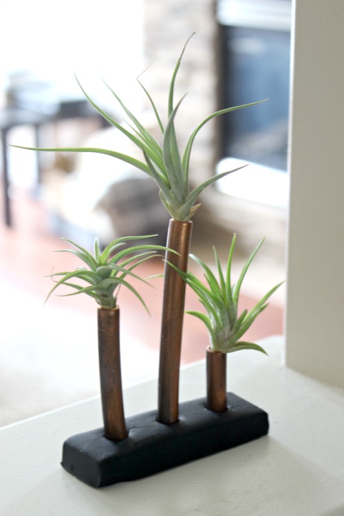 Pretty Handy Girl | Air Plant Display