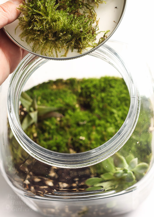 Woodland Fairy Garden in a Jar | Pretty Handy Girl