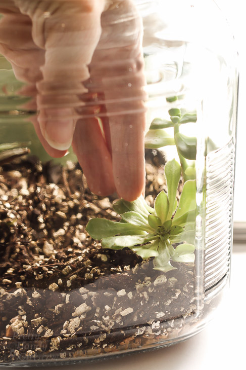 Woodland Fairy Garden in a Jar | Pretty Handy Girl