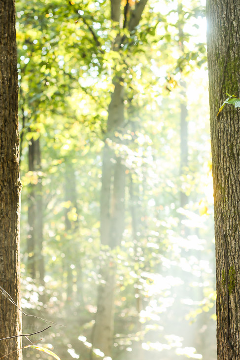 A Walk in the Woods | Pretty Handy Girl
