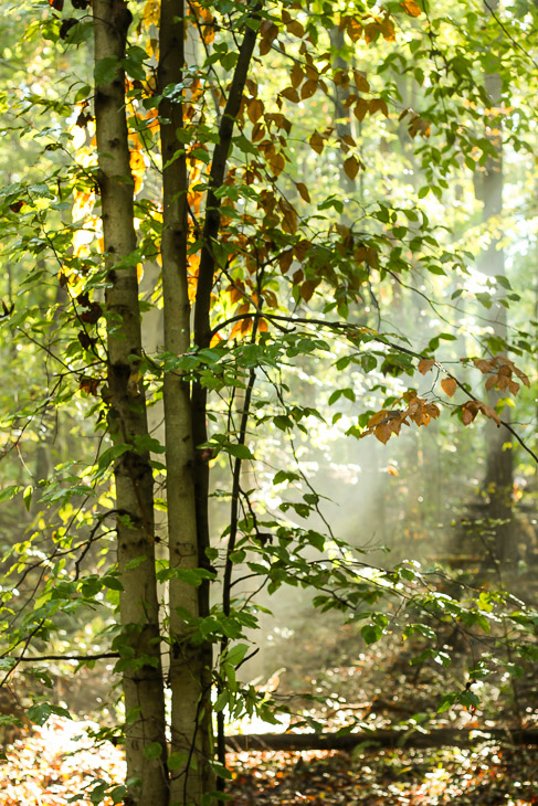 A Walk in the Woods | Pretty Handy Girl