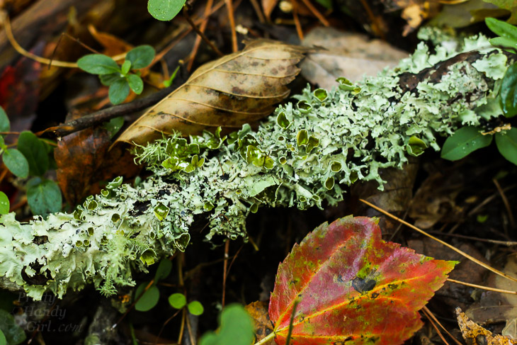 A Walk in the Woods | Pretty Handy Girl