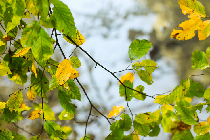 A Walk in the Woods | Pretty Handy Girl