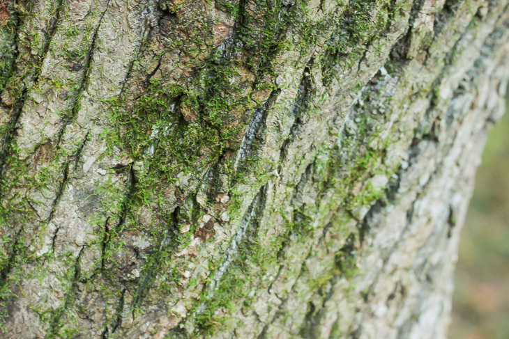 A Walk in the Woods | Pretty Handy Girl